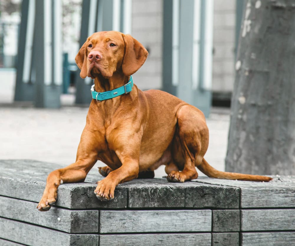 Cerbat Cliffs Animal Hospital | Kingman Speciality & Emergency Vet