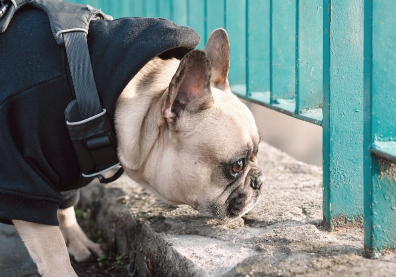 Specialists | Cerbat Cliffs Animal Hospital | Kingman Speciality & Emergency Vet