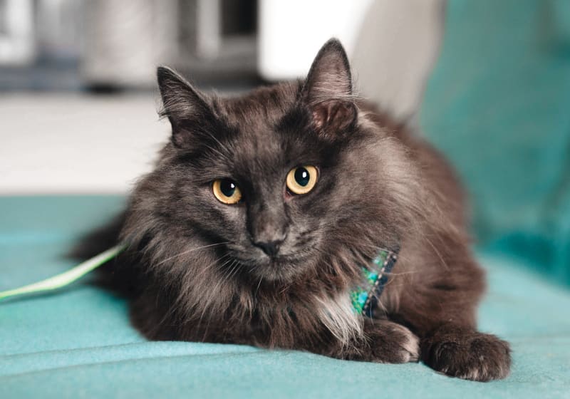 Specialists | Cerbat Cliffs Animal Hospital | Kingman Speciality & Emergency Vet