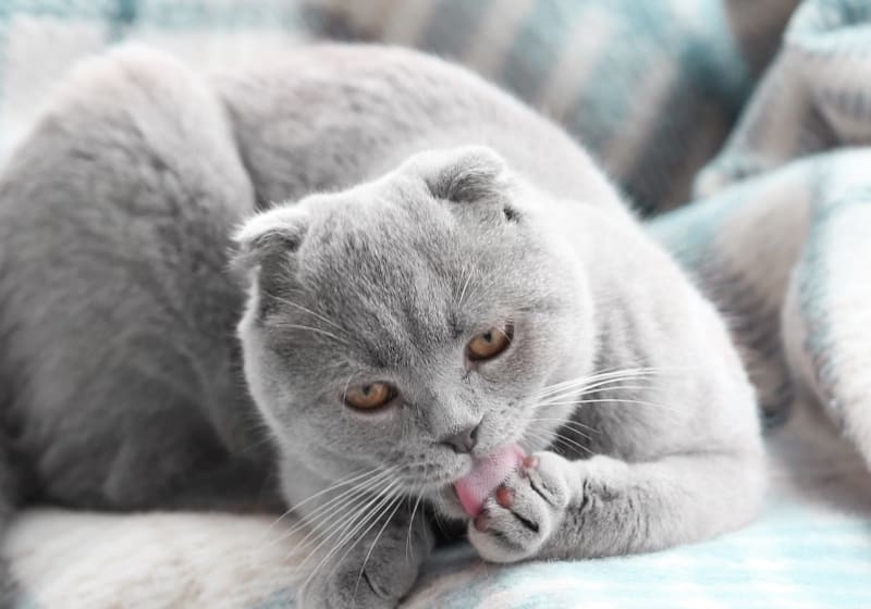 Specialists | Cerbat Cliffs Animal Hospital | Kingman Speciality & Emergency Vet