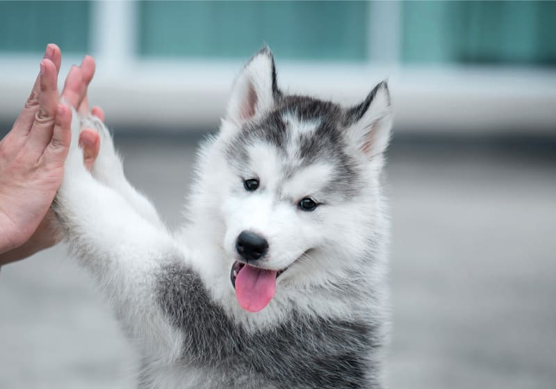 Specialists | Cerbat Cliffs Animal Hospital | Kingman Speciality & Emergency Vet