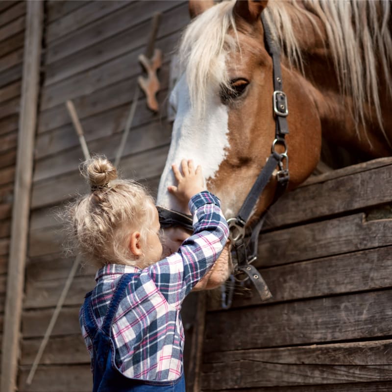 Veterinary Care For Large Animals, Los Gatos Animal Hospital