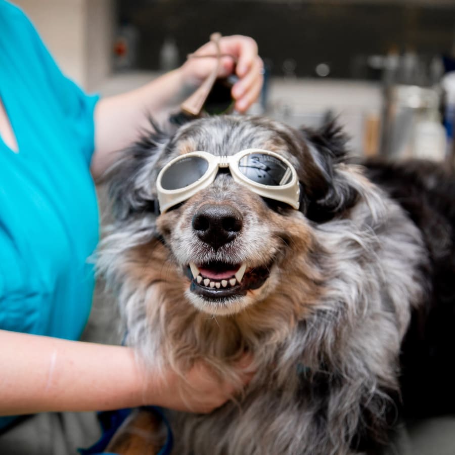 Cold Laser Therapy, Kingman Veterinarians